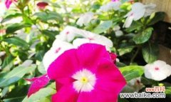 长春花花语是什么意思？如何正确解读长春花的象征意义？