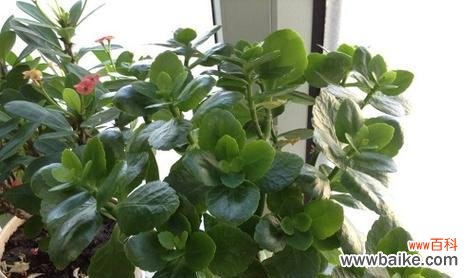 长寿花象征什么？如何在风水中运用长寿花？