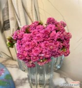 长寿花切花是什么意思？购买和保养长寿花切花有哪些技巧？