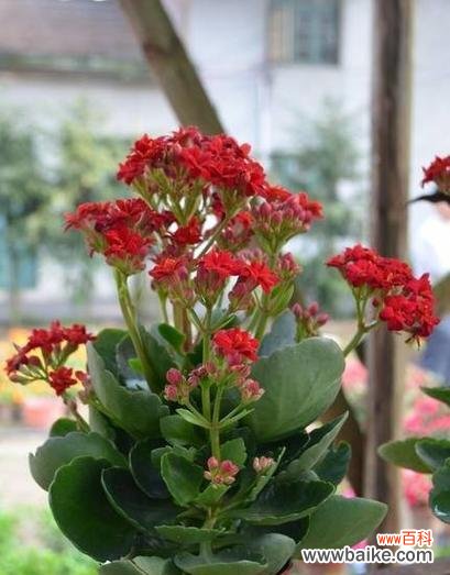 长寿花的寓意是什么?如何正确养护长寿花?