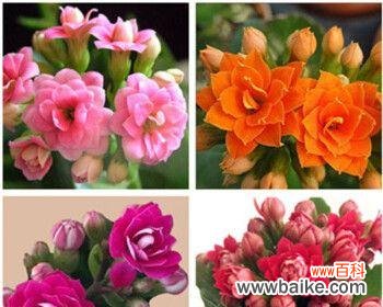 长寿花的寓意是什么?如何正确养护长寿花?