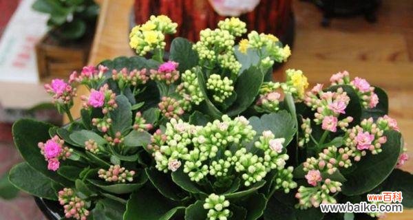 长寿花的寓意是什么?如何正确养护长寿花?