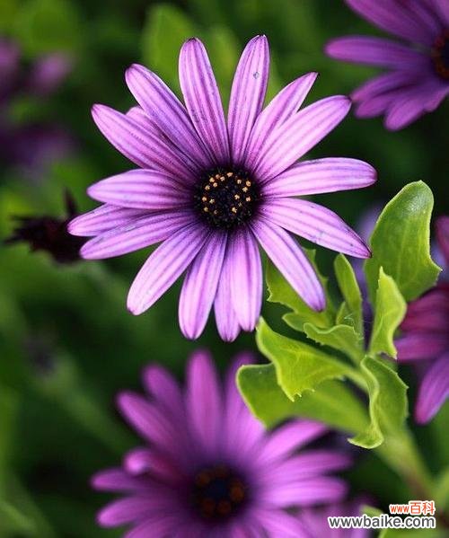 传递和平之光,携手共建美好世界 和平之花艾菊的花语