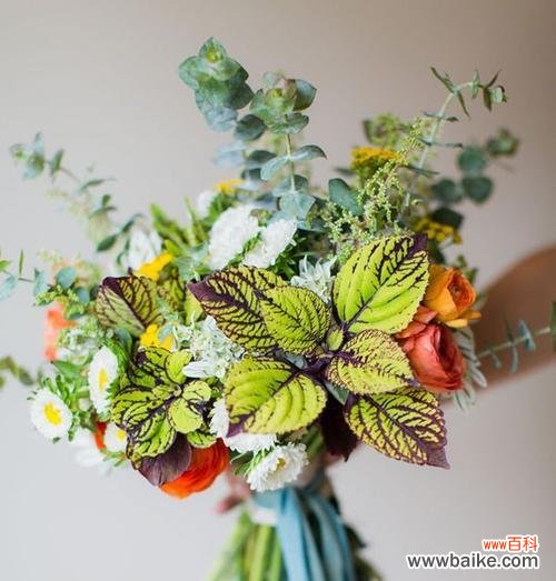 传递和平之光,携手共建美好世界 和平之花艾菊的花语