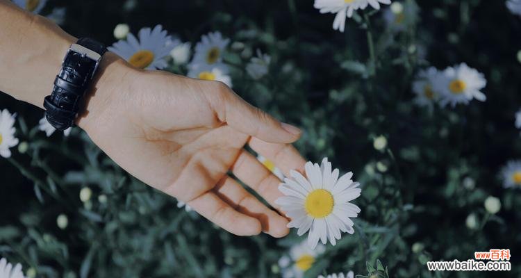 传递和平之光,携手共建美好世界 和平之花艾菊的花语