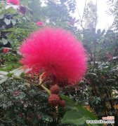 解读朱樱花的象征意义，了解这种美丽的花卉 探秘朱樱花的花语和寓意