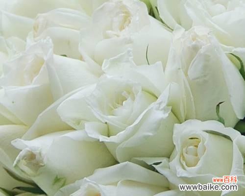 浪漫、美丽、真爱 2朵玫瑰花的意义