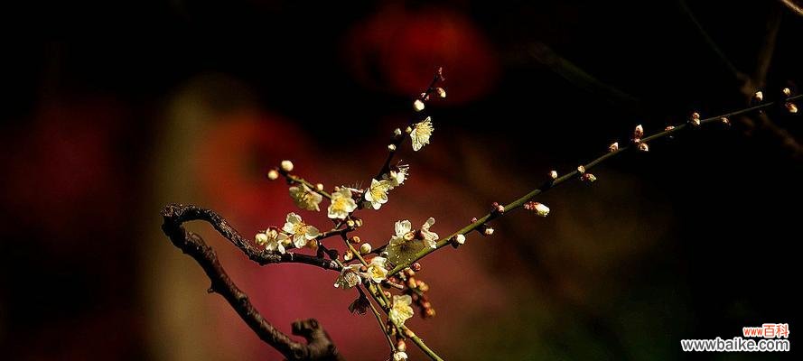 传递温馨祝福的好礼物 腊梅花的花语与象征