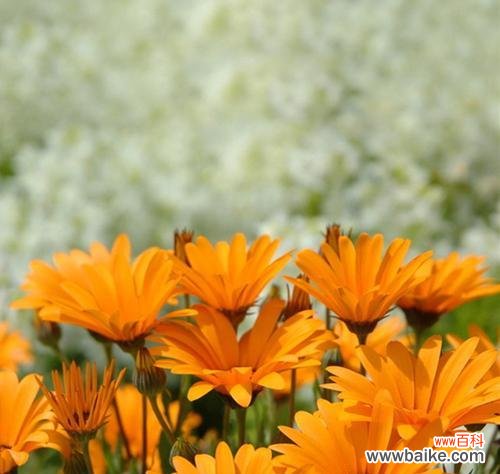 探寻金盏花的神秘语言 金盏花花语大全