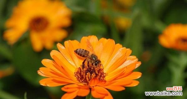 探寻金盏花的神秘语言 金盏花花语大全