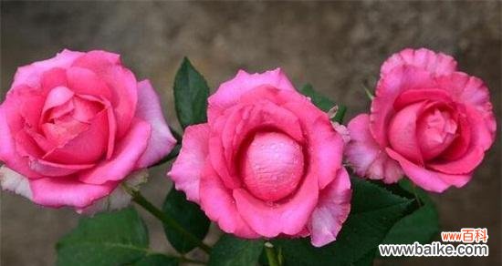 深入解读黄月季花语，探寻花卉背后的涵义 黄月季花语的启示