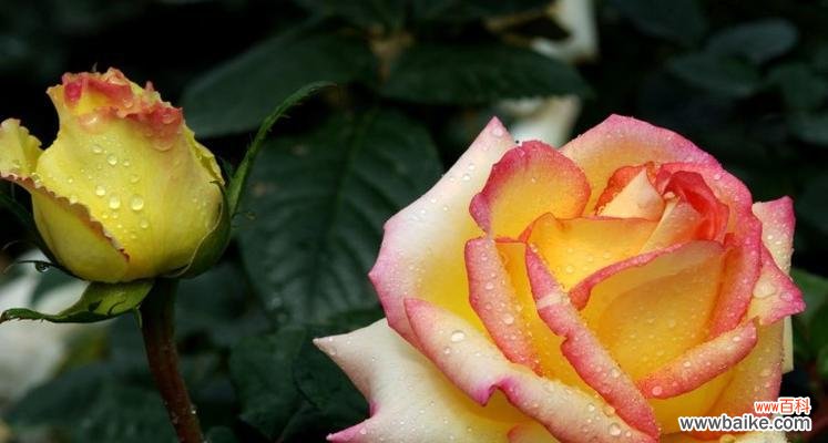 深入解读黄月季花语，探寻花卉背后的涵义 黄月季花语的启示