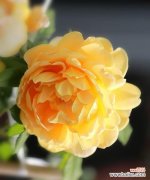 深入解读黄月季花语，探寻花卉背后的涵义 黄月季花语的启示