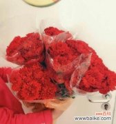 走进康乃馨的世界，感受花语的深度 康乃馨——爱与尊敬的象征