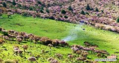 解读索玛花的神秘密码 索玛花的花语