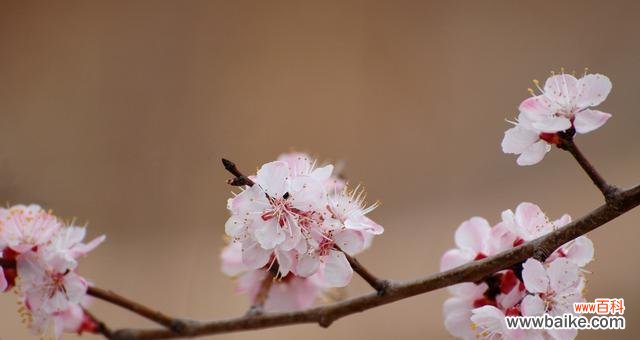 探究杏花的寓意与文化内涵 杏花之美