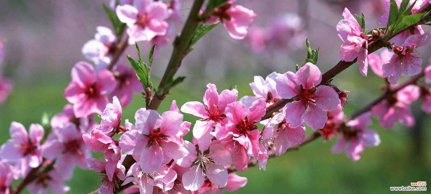探究杏花的寓意与文化内涵 杏花之美