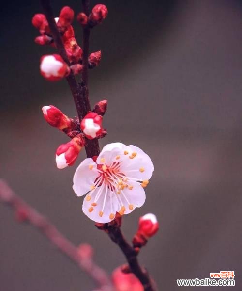 探究杏花的寓意与文化内涵 杏花之美