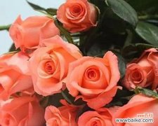 从传说到现实，一朵朵解读13朵玫瑰的象征 探究13朵玫瑰的含义