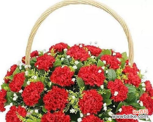 探寻桃红色康乃馨的八种寓意与象征 解读康乃馨花语——蕴含在桃红色康乃馨背后的意义