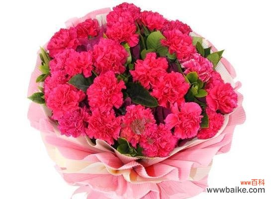 探寻桃红色康乃馨的八种寓意与象征 解读康乃馨花语——蕴含在桃红色康乃馨背后的意义