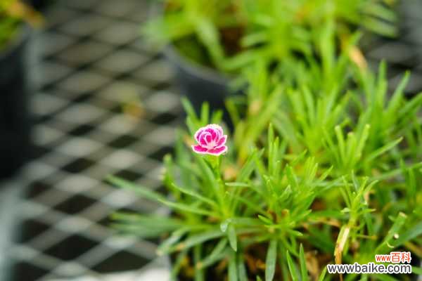 怎么避免康乃馨烂根