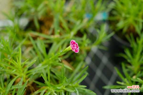 怎么避免康乃馨烂根