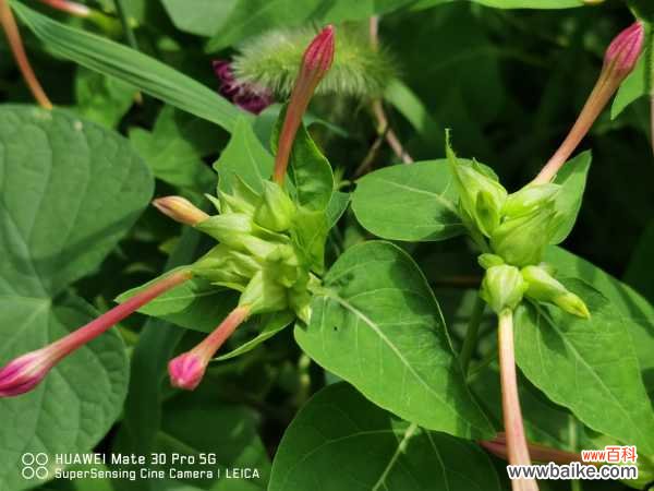 紫茉莉黄叶的原因和处理办法