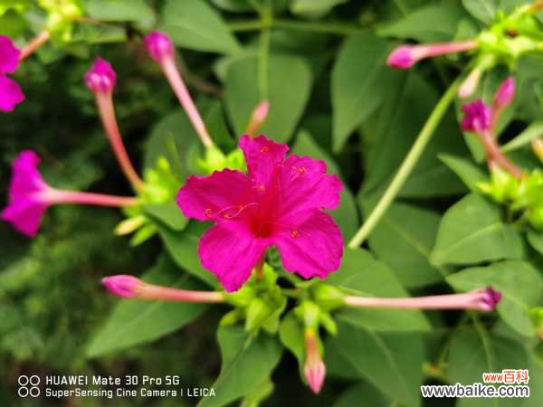 紫茉莉黄叶的原因和处理办法