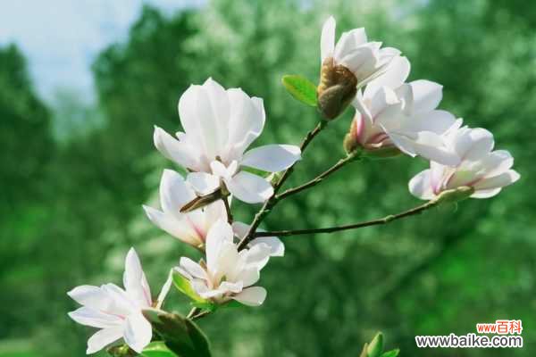 木兰烂根怎么办?