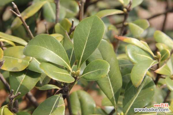 海桐的病虫害防治