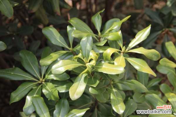 海桐的病虫害防治