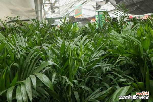 夏威夷椰子的病虫害防治