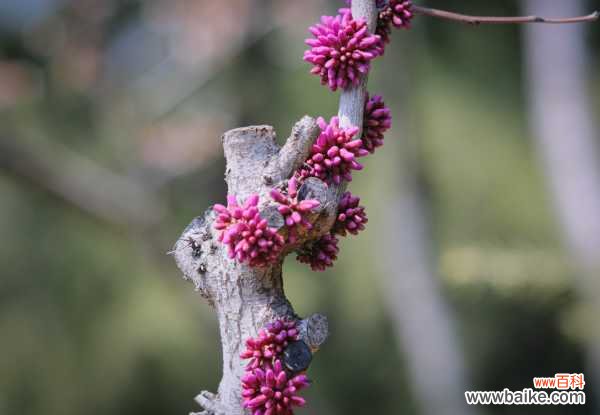 紫荆黄叶的原因和处理办法