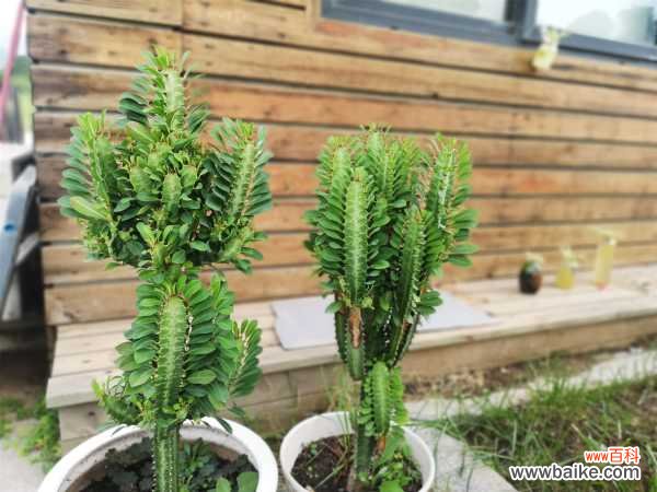 龙骨花的病虫害防治