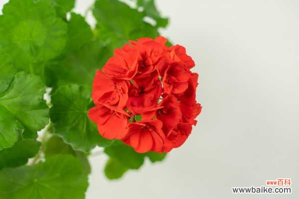 怎么防止天竺葵烂根