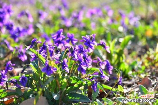 紫花地丁黄叶的原因和处理办法