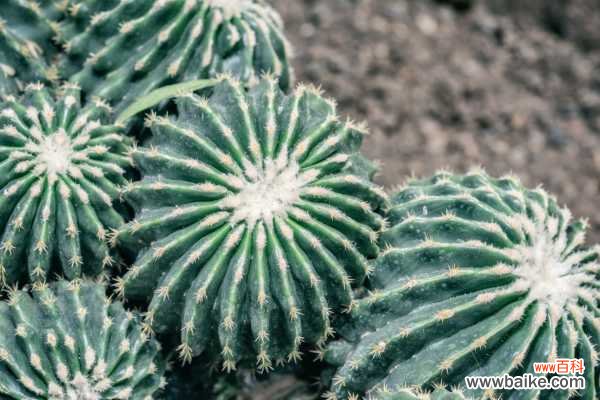 仙人球烂根的原因