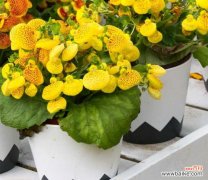 荷包花的病虫害防治