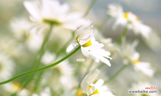 用花语诠释生活的情感与寓意 花开花落，各色雏菊的花语