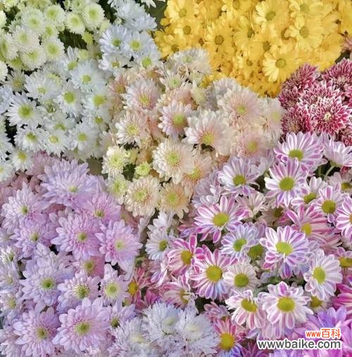 用花语诠释生活的情感与寓意 花开花落，各色雏菊的花语