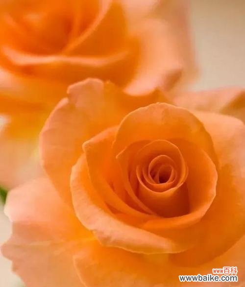 探索玫瑰花的神秘语言 各色玫瑰花语解读