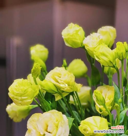 以各色桔梗花的花语解读内心的表达 桔梗花语