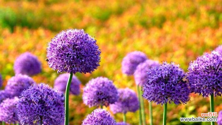 用花的花语表达内心真情 花开花落,花语传情