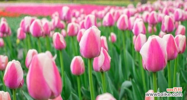 以花语寄托情感 花开花落,情绪如诗