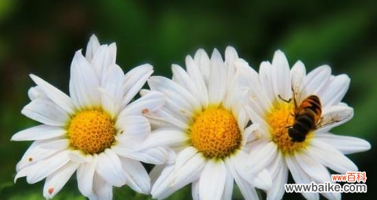 探索花朵的花语及象征 花的语言与象征