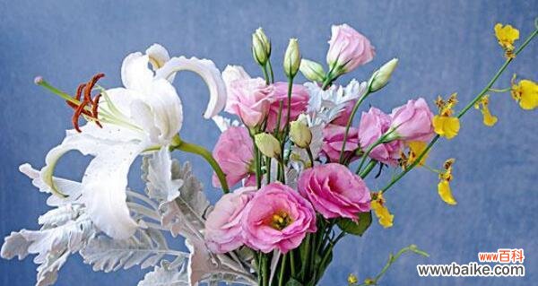 探索花朵的花语及象征 花的语言与象征