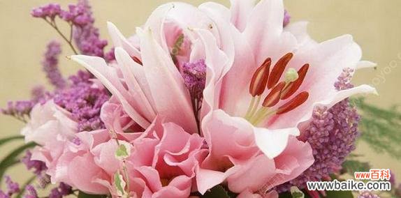 探索花朵的花语及象征 花的语言与象征