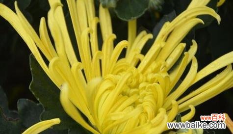 探索菊花的花语和寓意 菊花之语