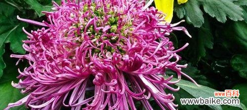 探索菊花的花语和寓意 菊花之语